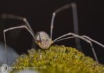 Harvestman - Opiliones sp.