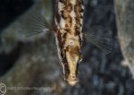 Fifteen-spined stickleback - head