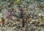 Long-legged spider crab