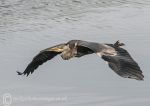 Grey heron in flight 2