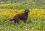 Finbar & buttercups 1