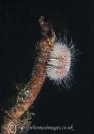 Urchin on kelp frond