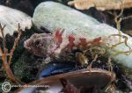 Long-spined scorpionfish