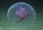 Moon jelly