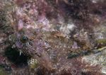 Long-spined scorpionfish