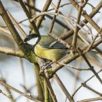 Great tit