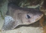 Small-spotted catshark