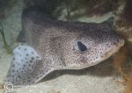 Small-spotted catshark