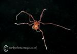 Sea spider