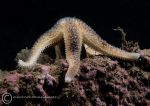 Common starfish