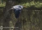 Grey heron - flight