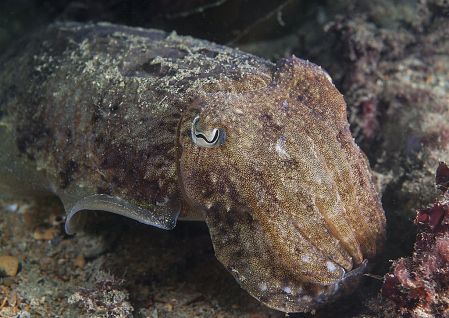 Cuttlefish