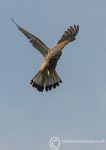 Kestrel Hunting 2