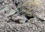 Goby pair