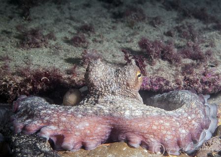 Common Octopus