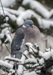 Wood Pigeon