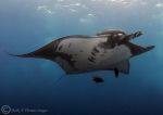 Giant Manta