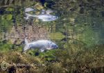 White carp reflection