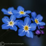 Forget-me-nots