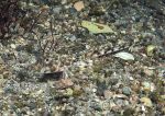 Dragonet