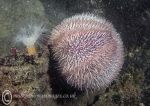 Urchin & anemone