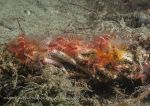 Organ pipe fanworms