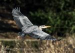 Grey Heron - take off