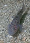 leopard-spotted goby