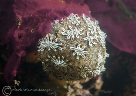 Star sea squirts