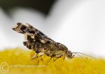 Nettle-tap Moth