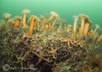 plumose anemones & brittle stars