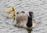 Canada Geese 2013