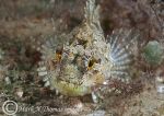 Long-spined scorpionfish 