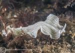 Candy-striped flatworm