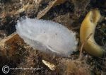 Fluted Sea Squirt