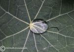 Raindrop on hosta