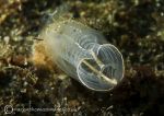 Light bulb ascidian