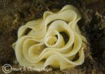 nudibranch eggs