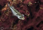 Three-spined stickleback