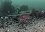 Ballan wrasse - Farnes