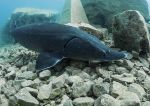 Sturgeon