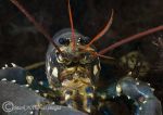 common lobster