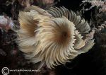 Double Spiral Worm