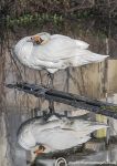 swan reflection 1