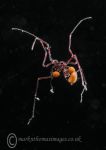 Sea spider & eggs 2