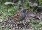 Dunnock