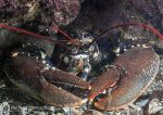 Lobster - Aughrus