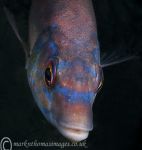 Cuckoo wrasse