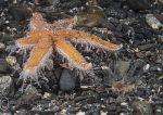 Seven-armed starfish