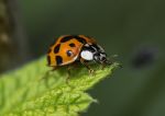 Harlequin ladybird